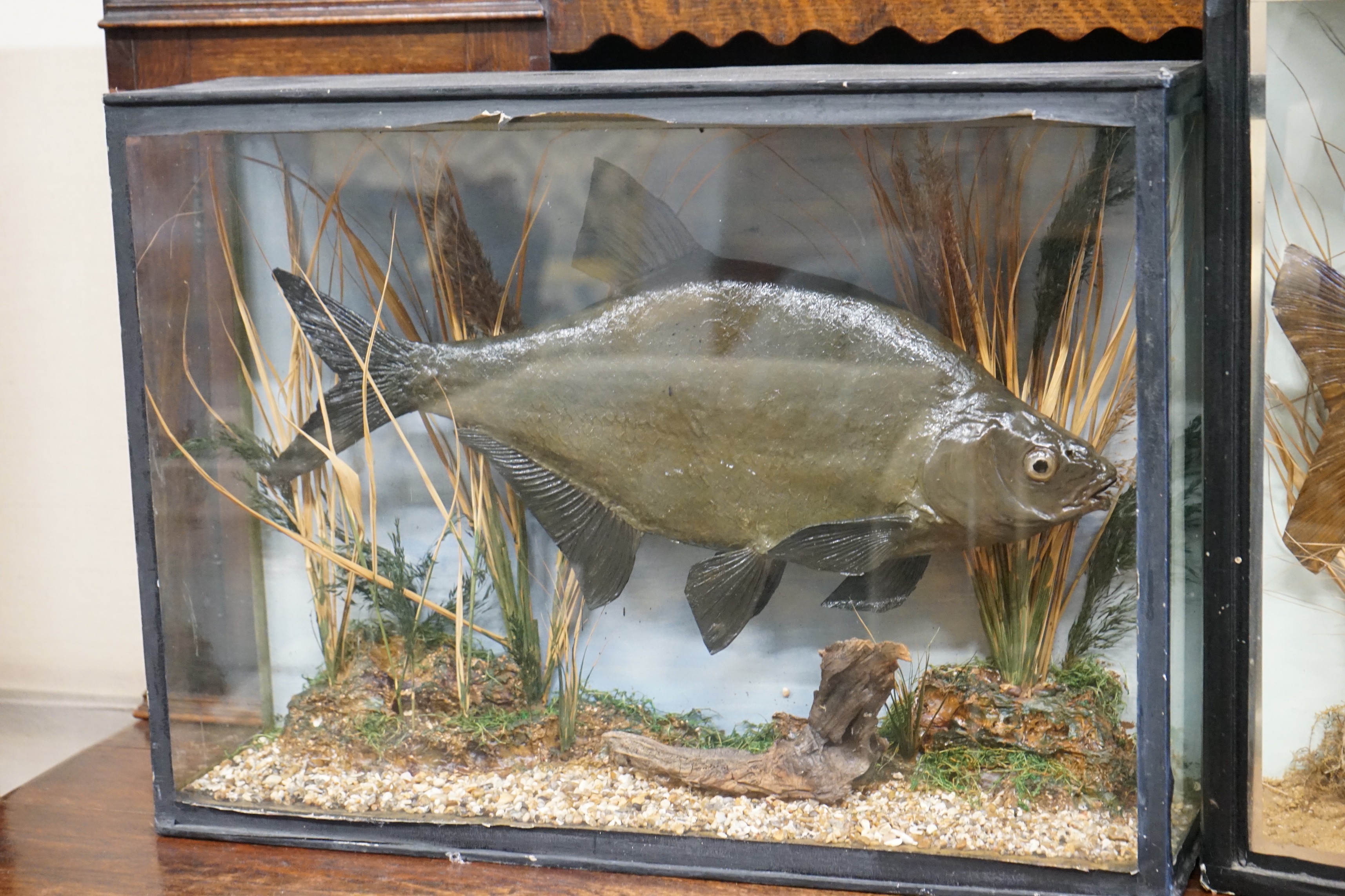 Two cased taxidermy fish, case larger width 68cm, height 51cm